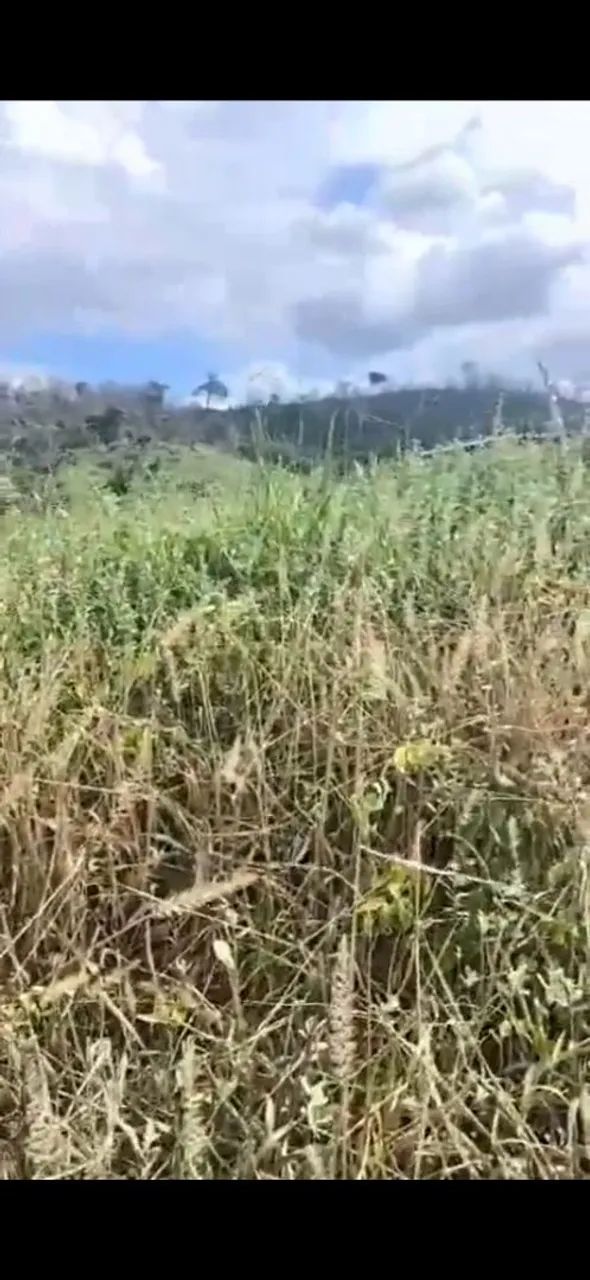 Chacara em pontal  - Foto 4
