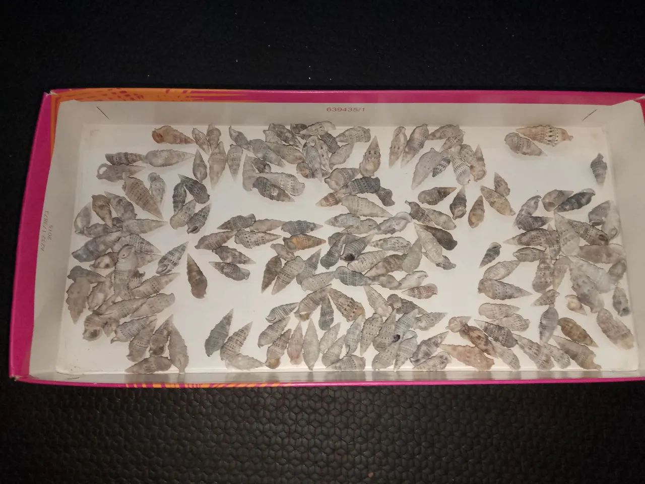 Conchas de caramujo marinho lot - Foto 5