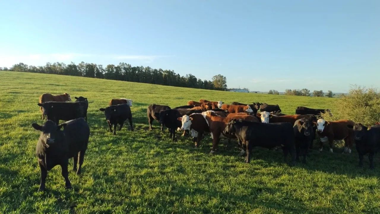 .Estância 121 hectares à venda em Seival RS, soja,arroz e pecuária - Foto 4