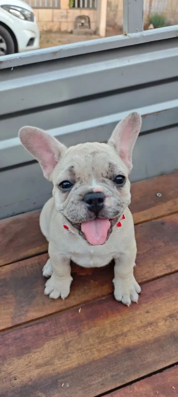 Cachorro buldog frances  - Foto 4