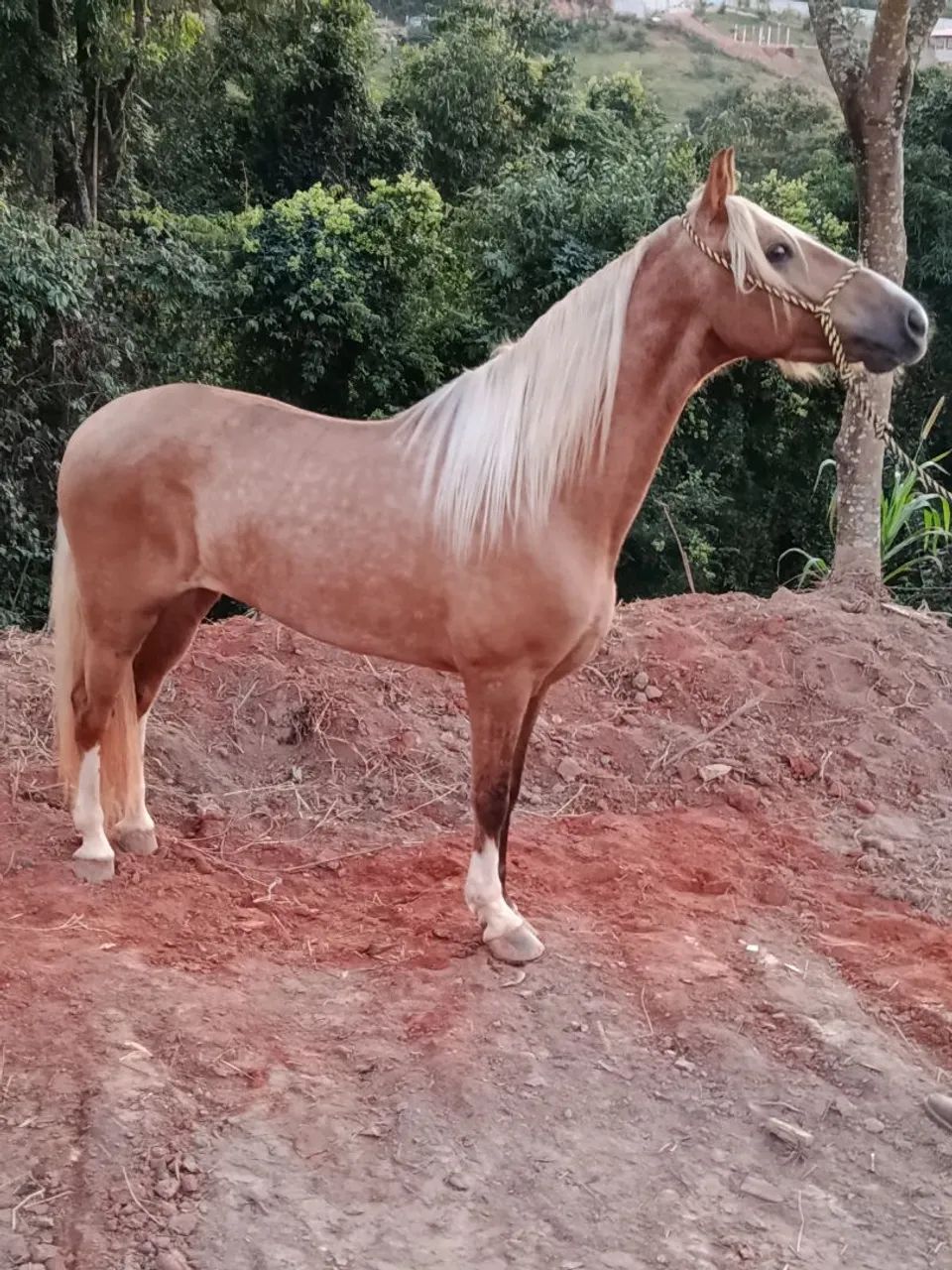  Cavalo mangalarga castrado registrado - 5 anos 
