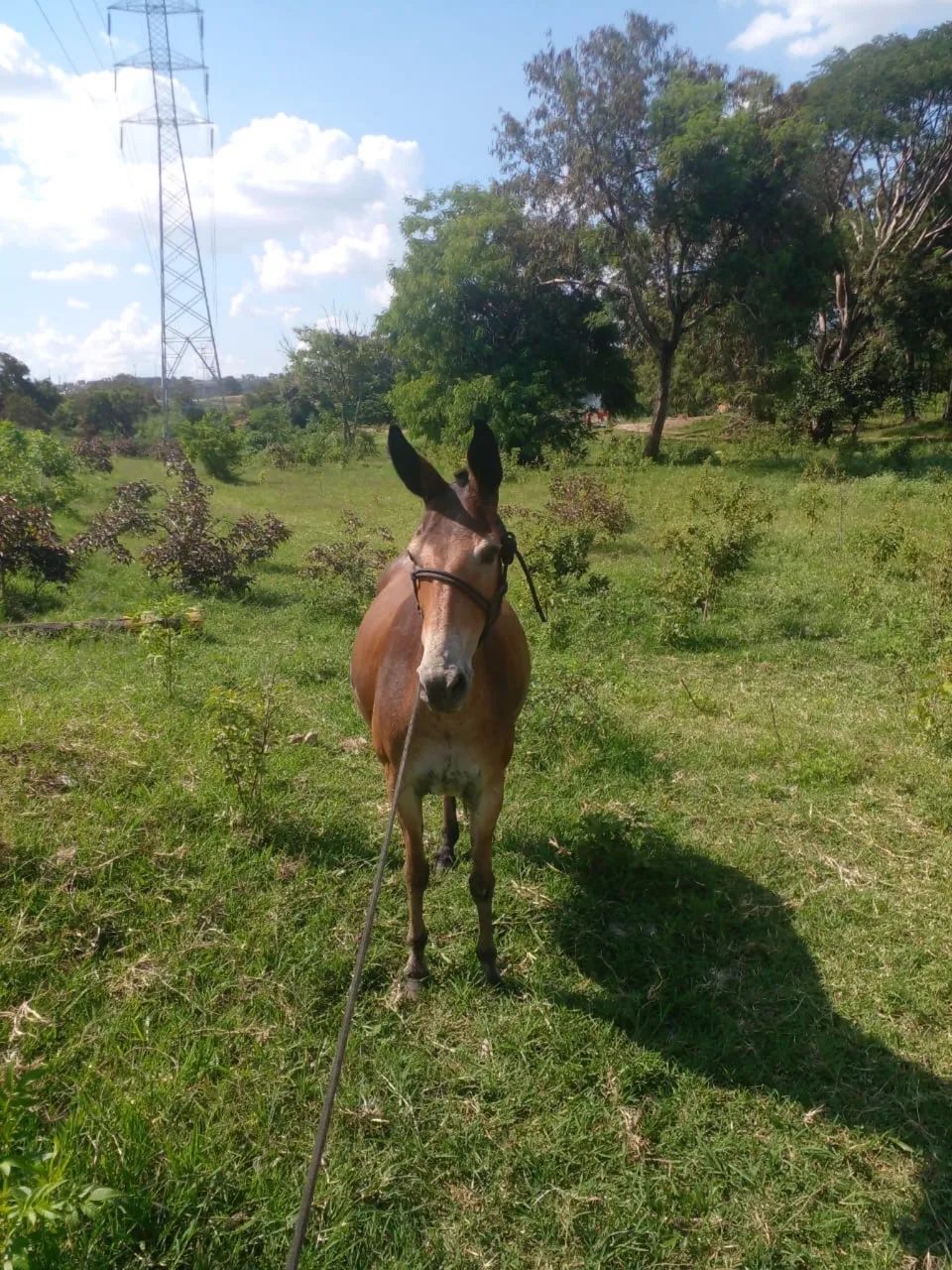 Mula mansa de excelente qualidade, marcha batida, anda a pelo  - Foto 2