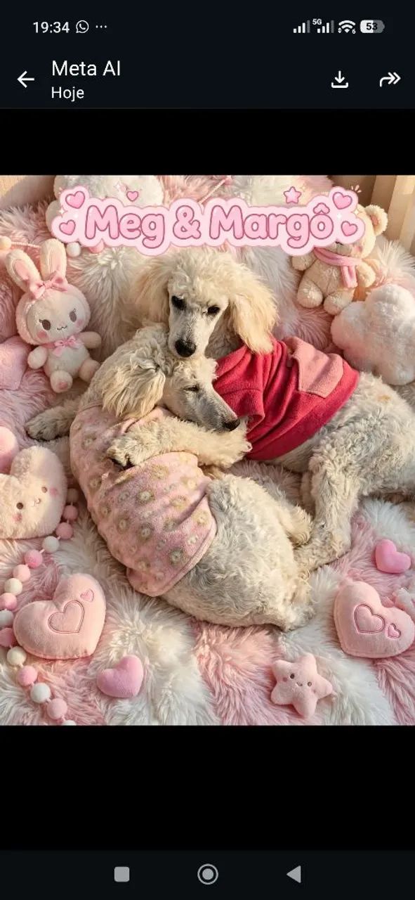 Poodle anã  - Foto 3