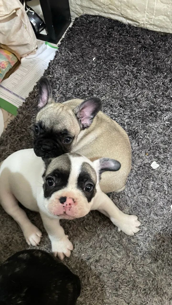 Bulldog francês 