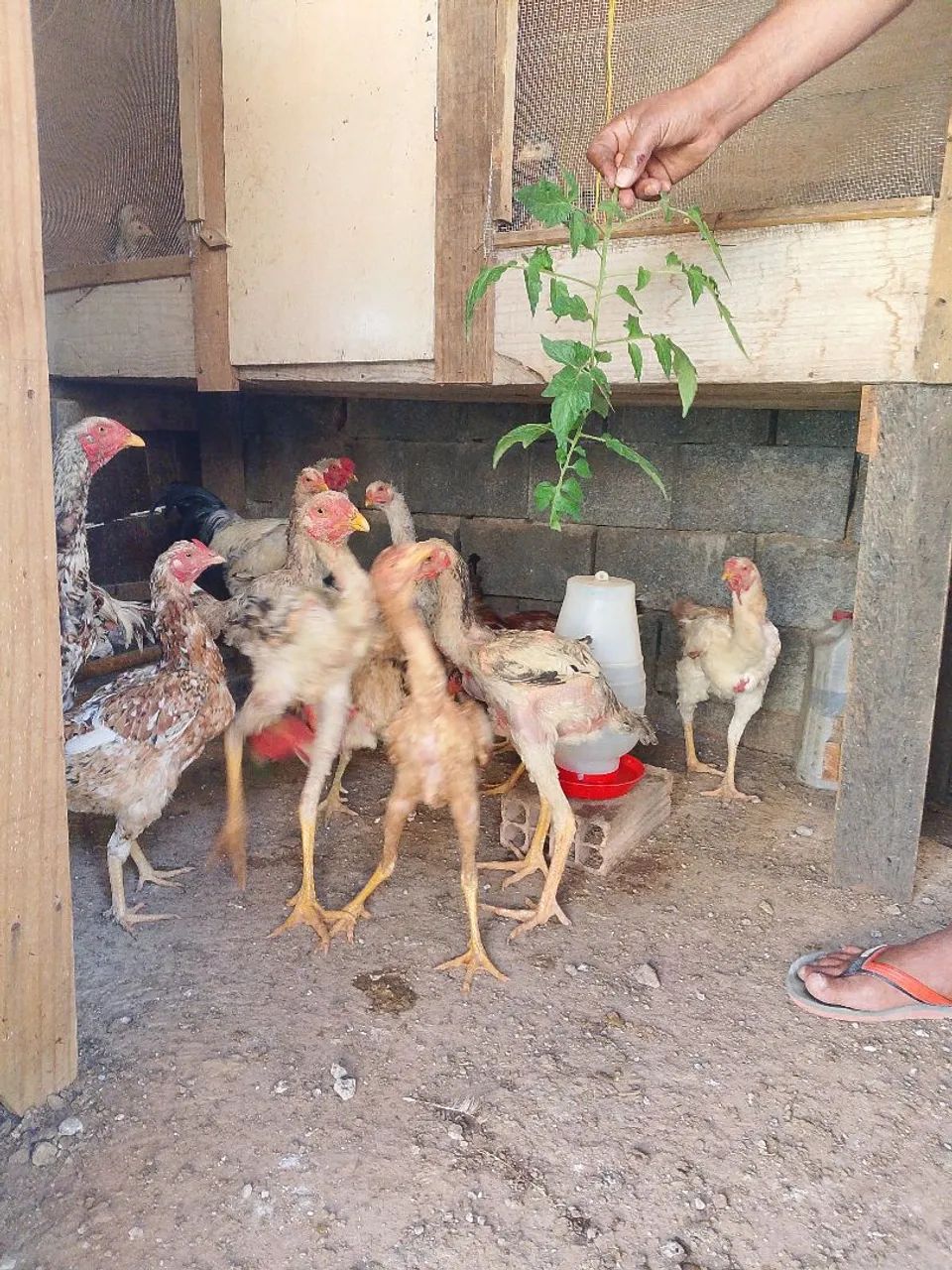 Frango índio  - Foto 2