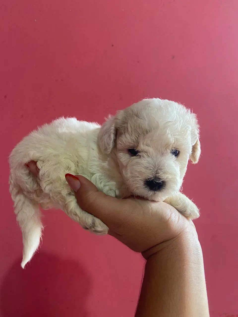 Filhote poodle  - Foto 2