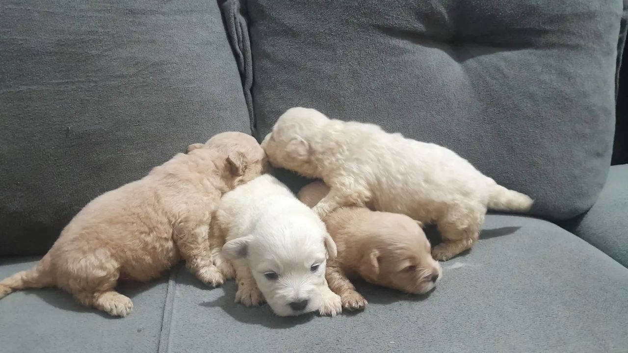 Poodle - Foto 2