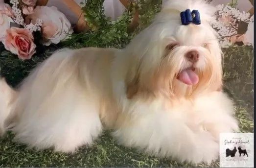 Shihtzu macho doação 