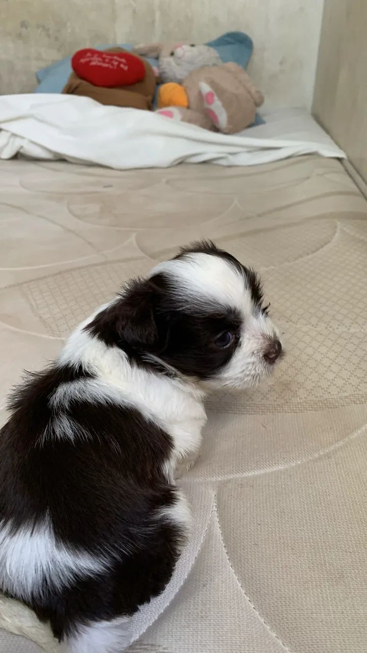 Vendo shitz macho  - Foto 2