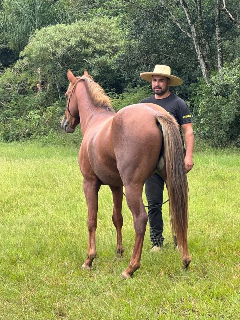 Cavalo Quarto de milha a venda 