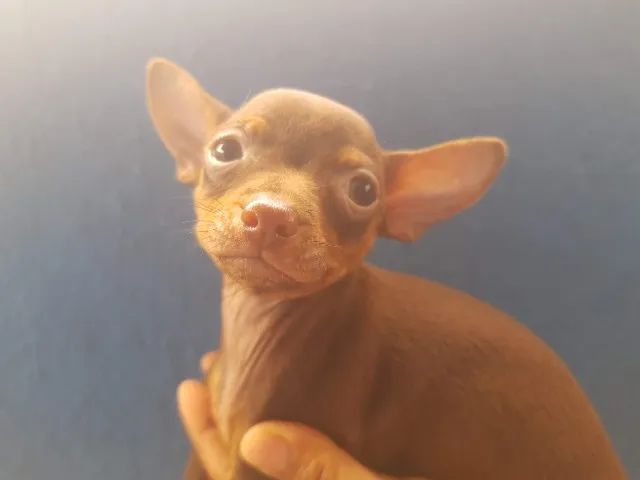 Pinscher macho  - Foto 2