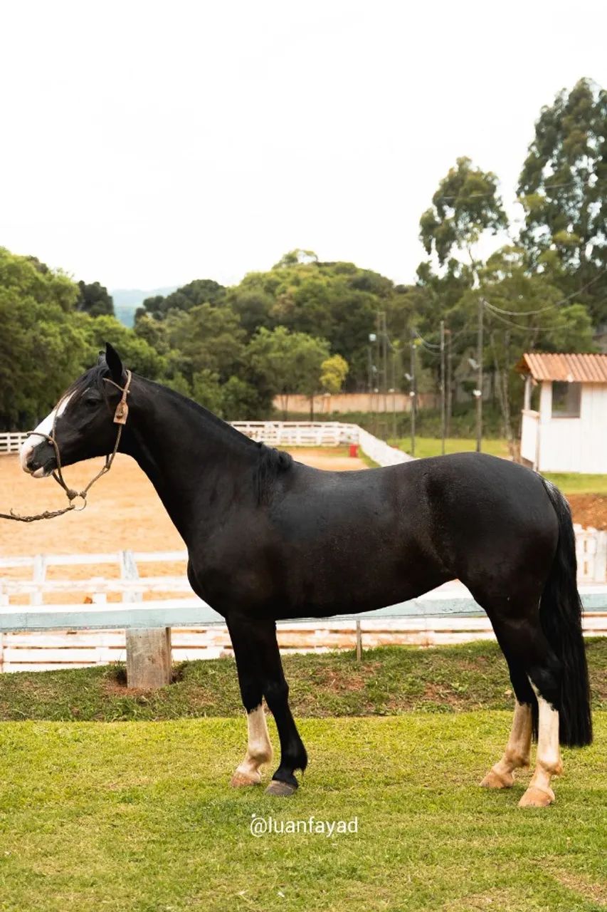 Égua Crioula, 5 anos. Boa e mansa de criança montar! - Foto 4