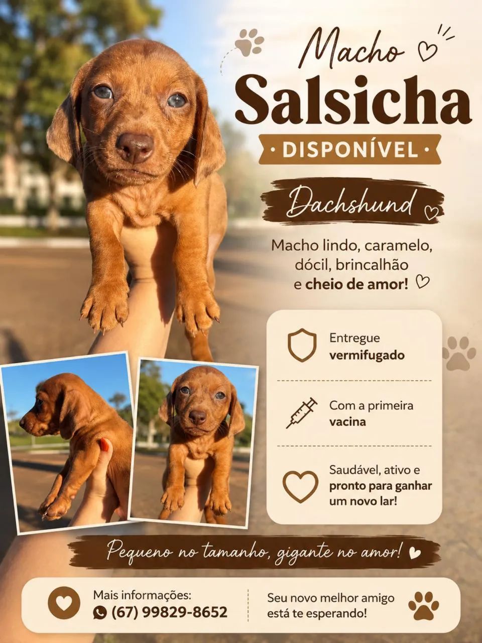 Salsicha  - Foto 5