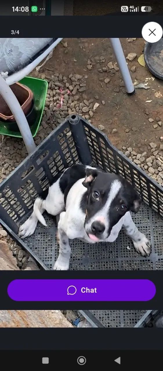 Adoção responsável cachorrinho (Macho) - Foto 3