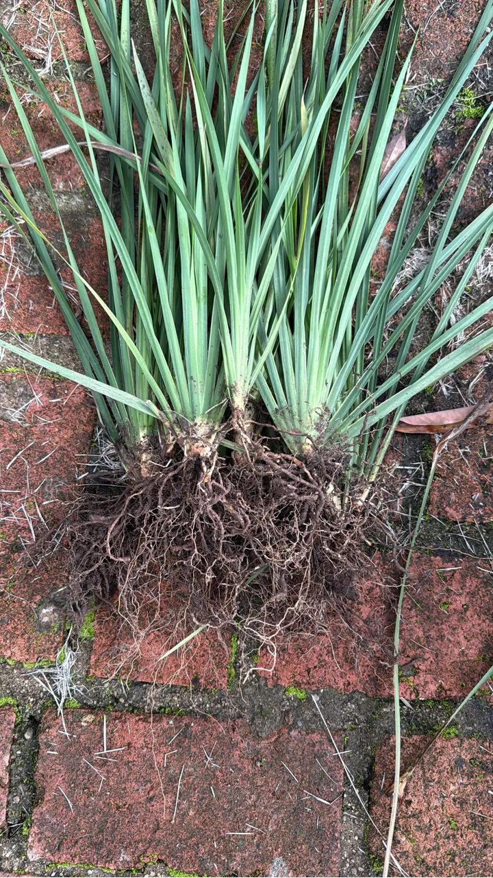 Planta  - Foto 2