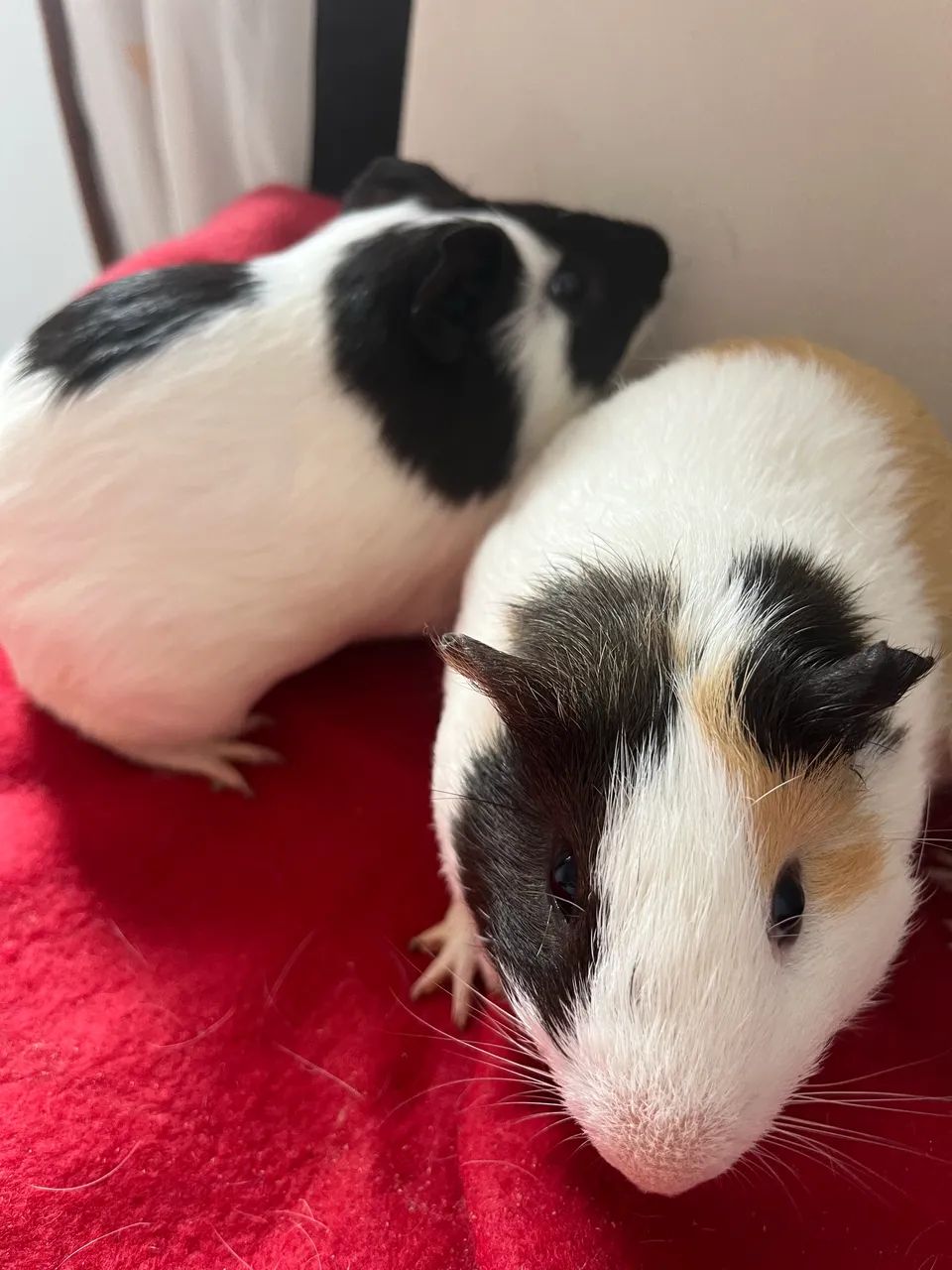 Porquinhos da india macho  - Foto 2