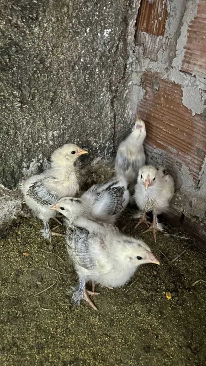 Pintos brahma - Foto 4