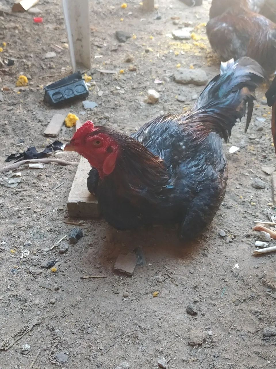 Galo de raça  - Foto 2