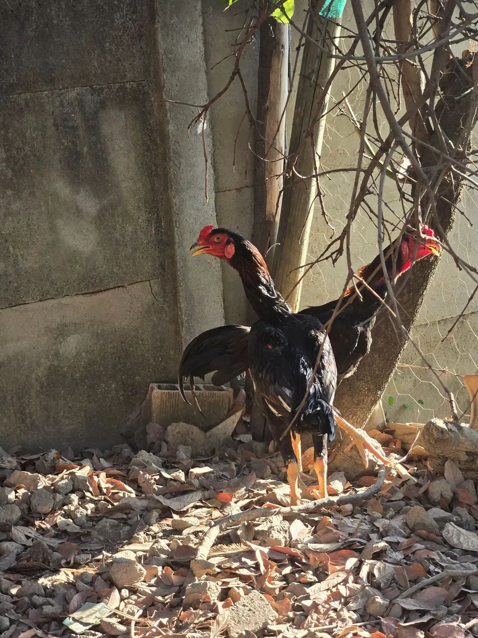 Frangos índio. - Foto 4