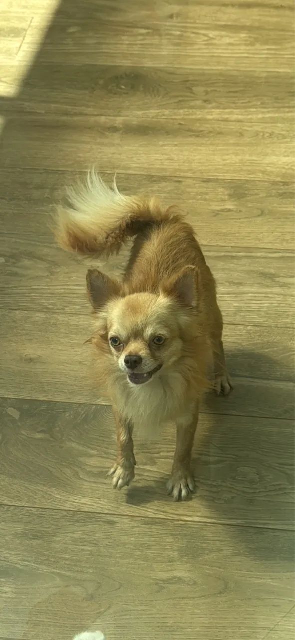 Chiuhuahua macho - Foto 3