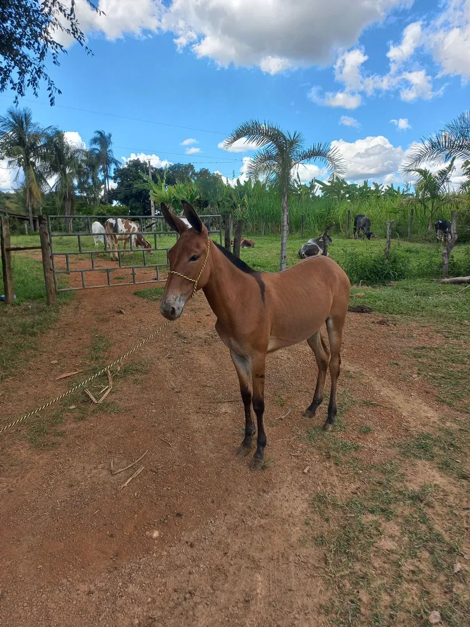 Futura mula de patrão  - Foto 3