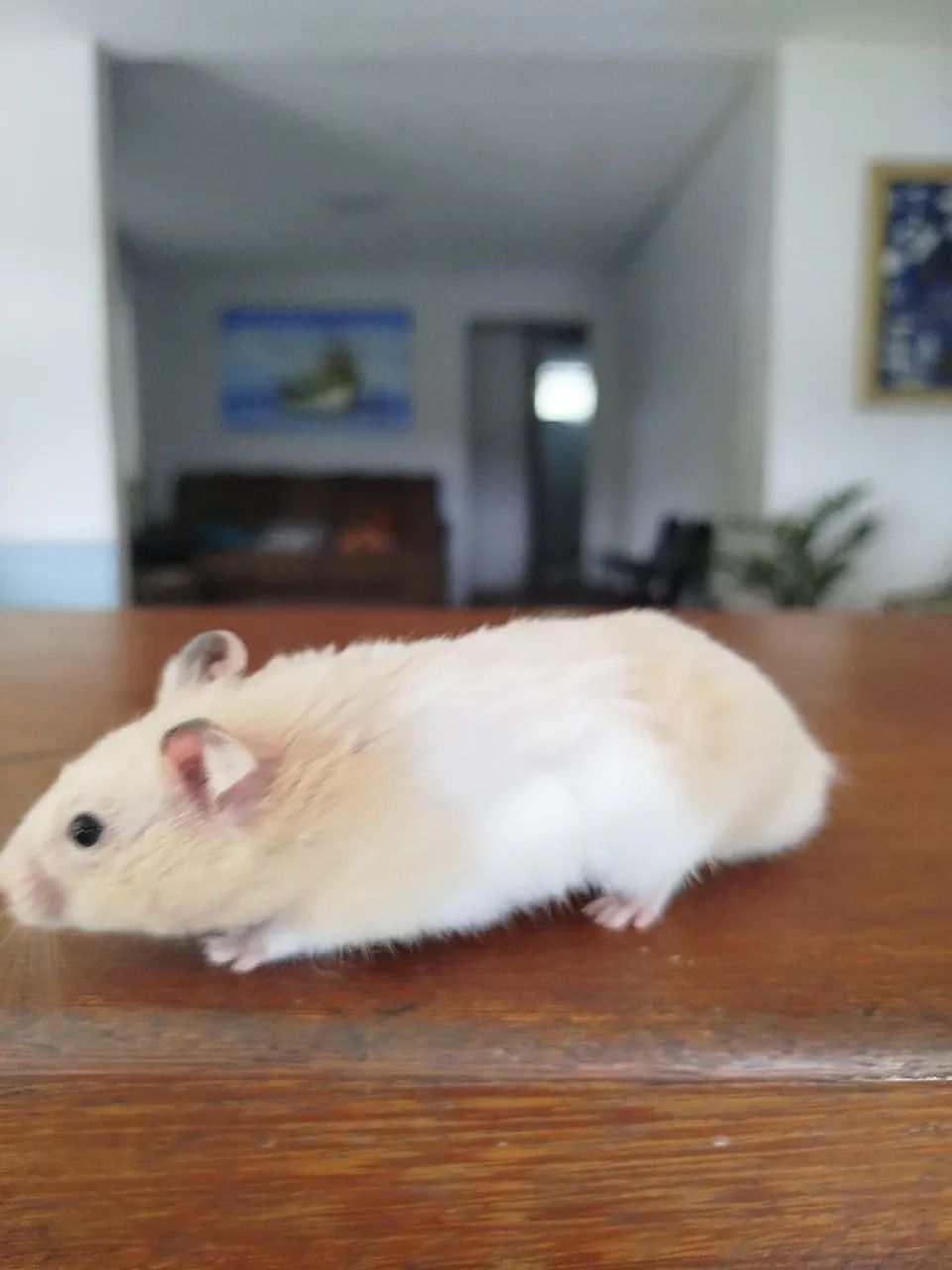 Hamster Sirios filhotes  - Foto 3