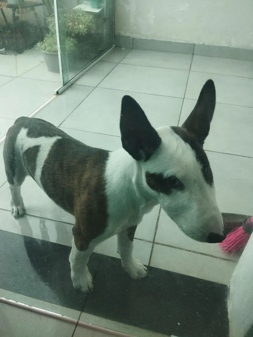 Bull terrier com 3 meses e meio 