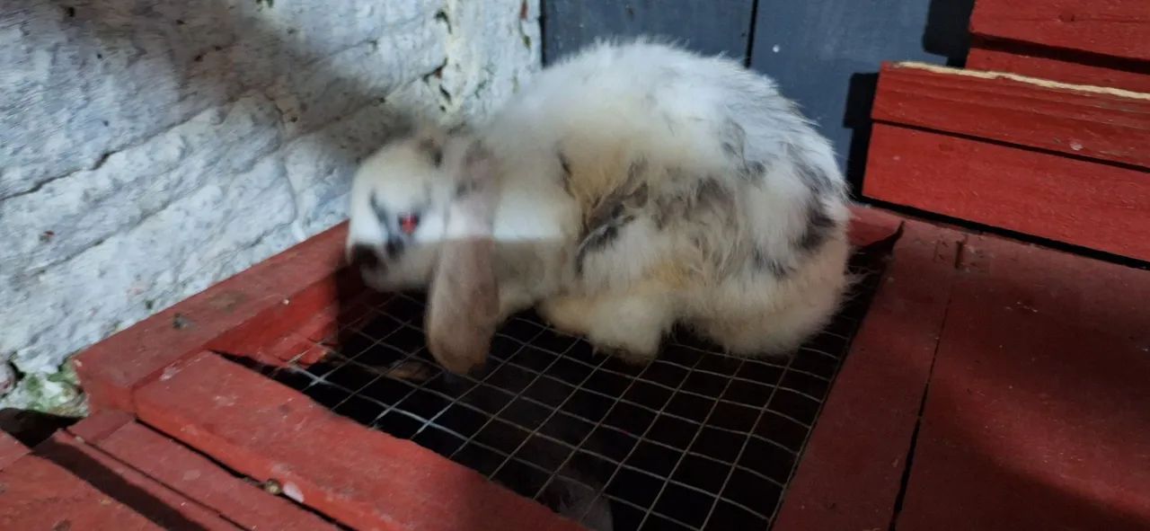 Coelhos mini lop uruquaio  - Foto 2
