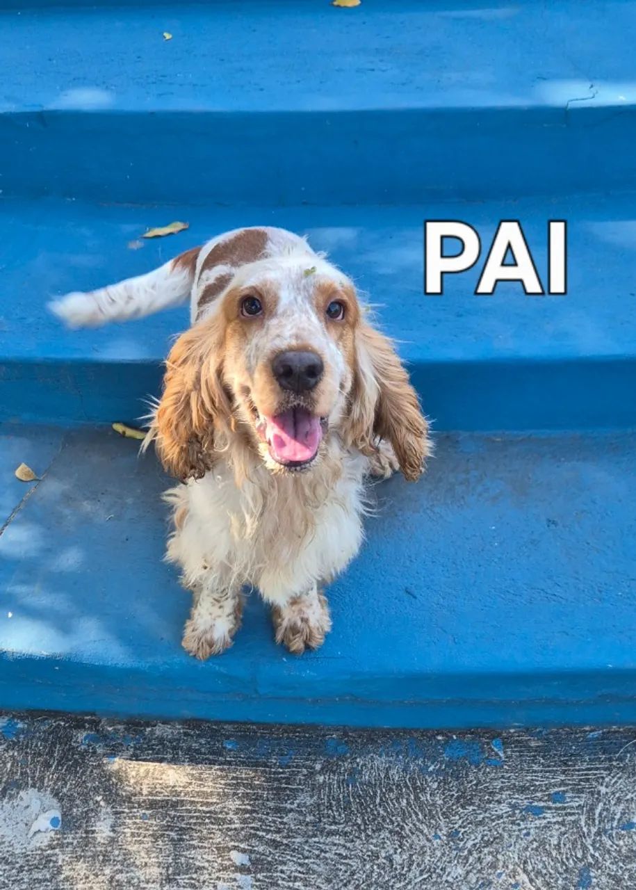 Cocker Spaniel Inglês  - Foto 2