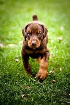 Doberman Otimos para guarda
