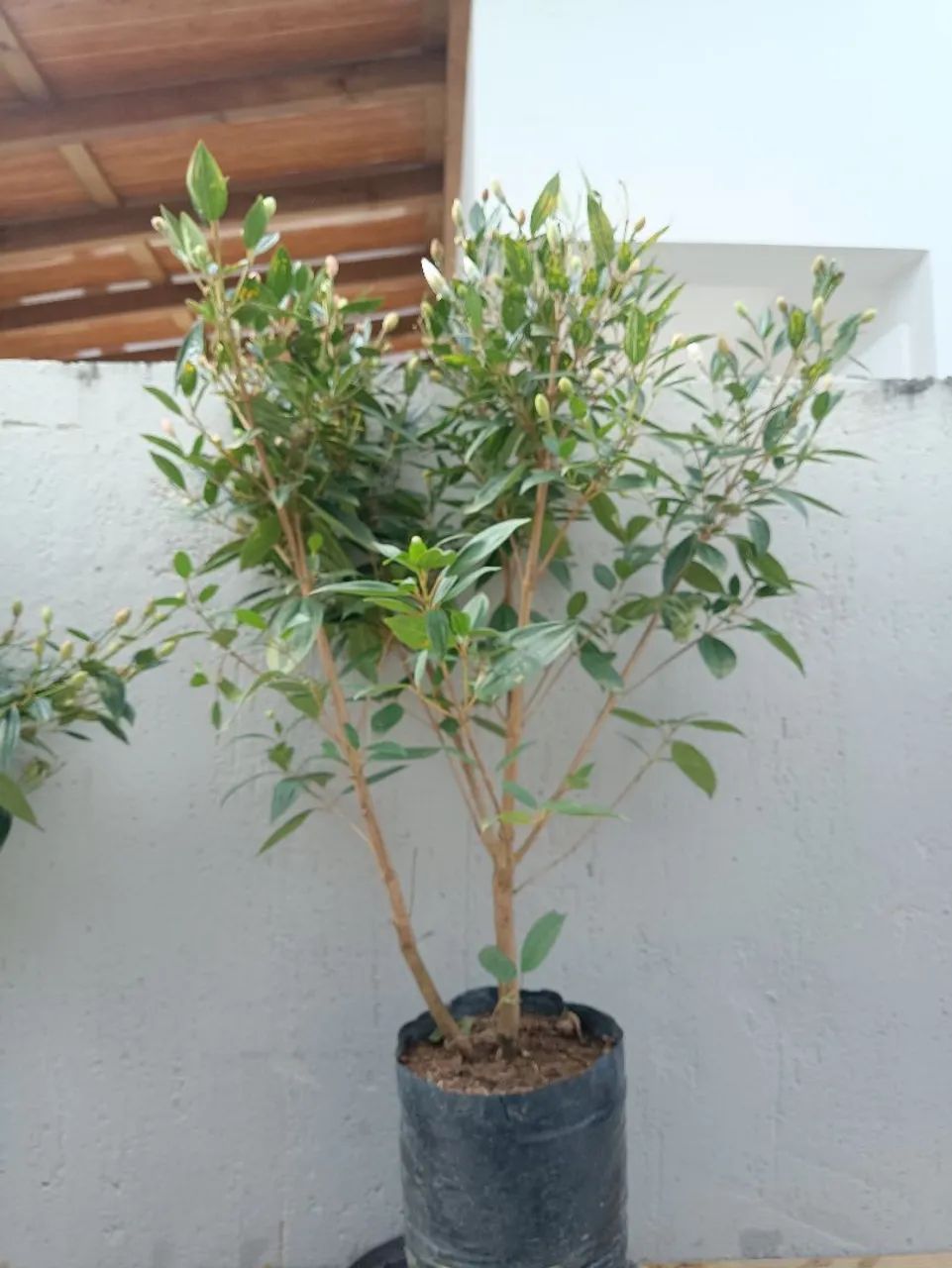 Lindas Mudas de Manacá-da-Serra à Venda!