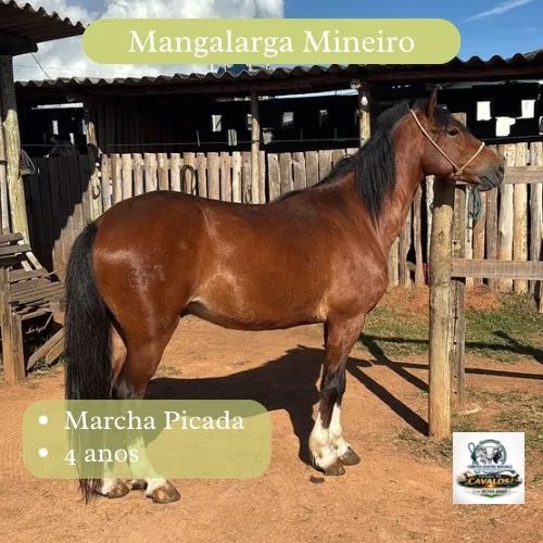 Venda de Cavalos - Foto 6