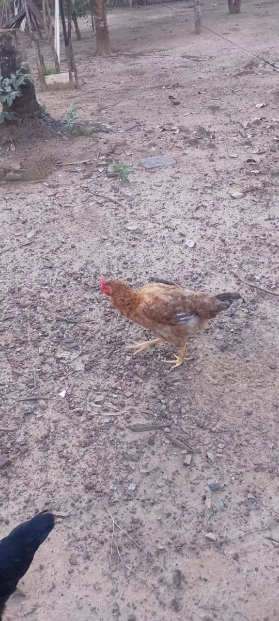 Galinha Caipira  - Foto 2