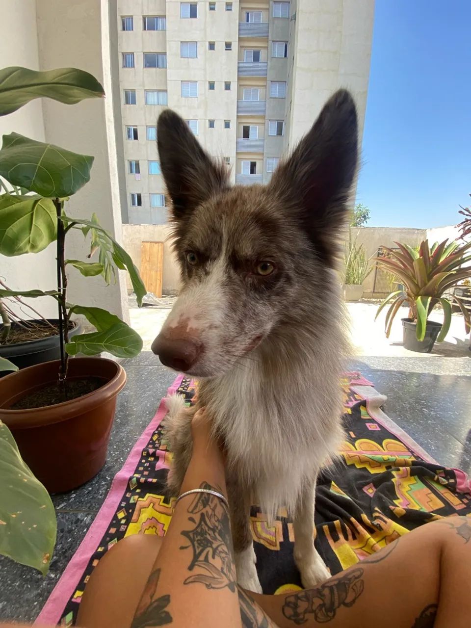 Boder collie 