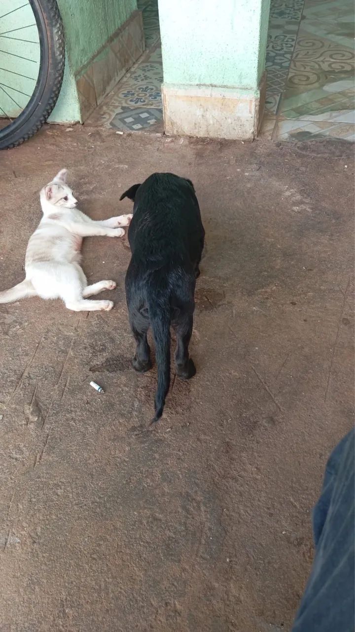 Doação cachorro  - Foto 3