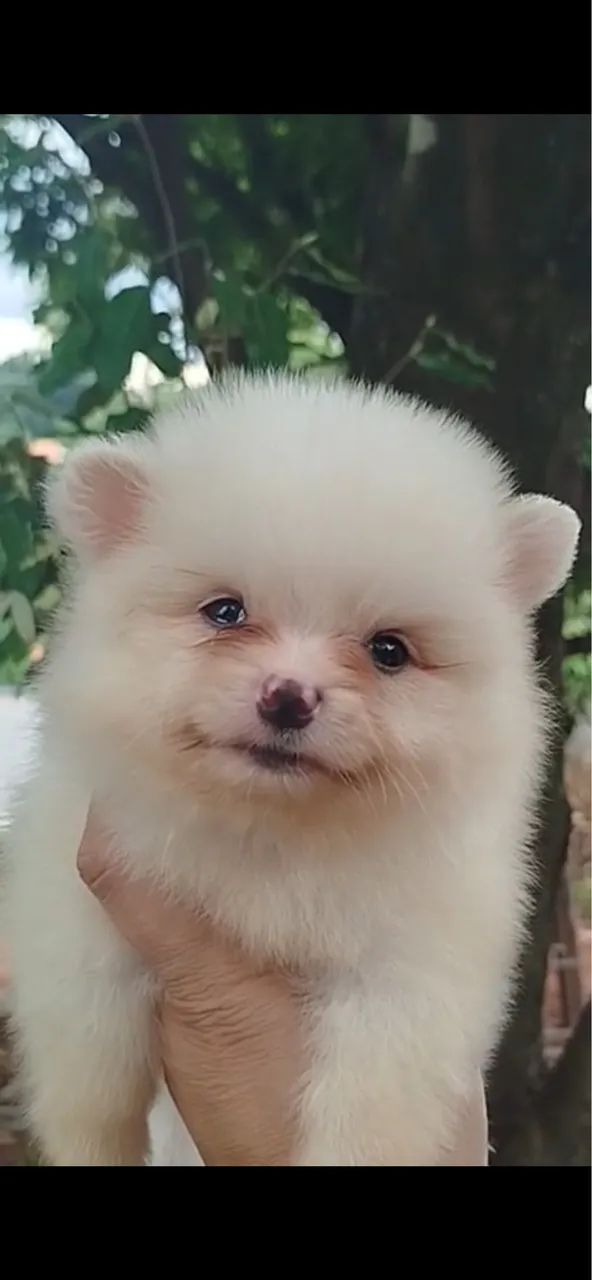 Spitz Alemão Filhotes  - Foto 2