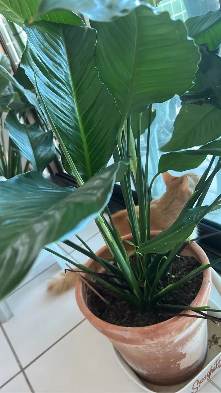 Planta com mudas