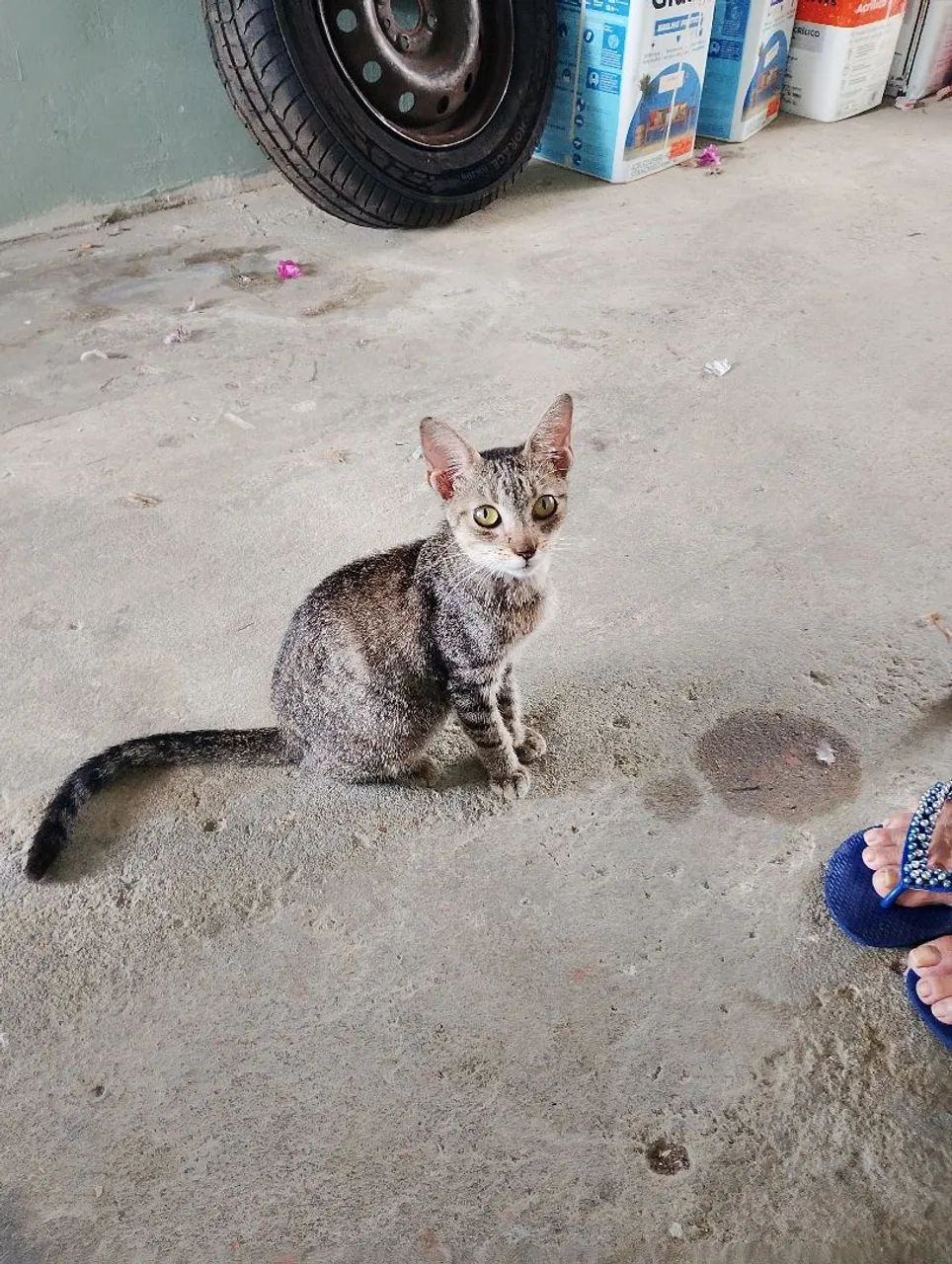 Adoção responsável de animais. - Foto 5