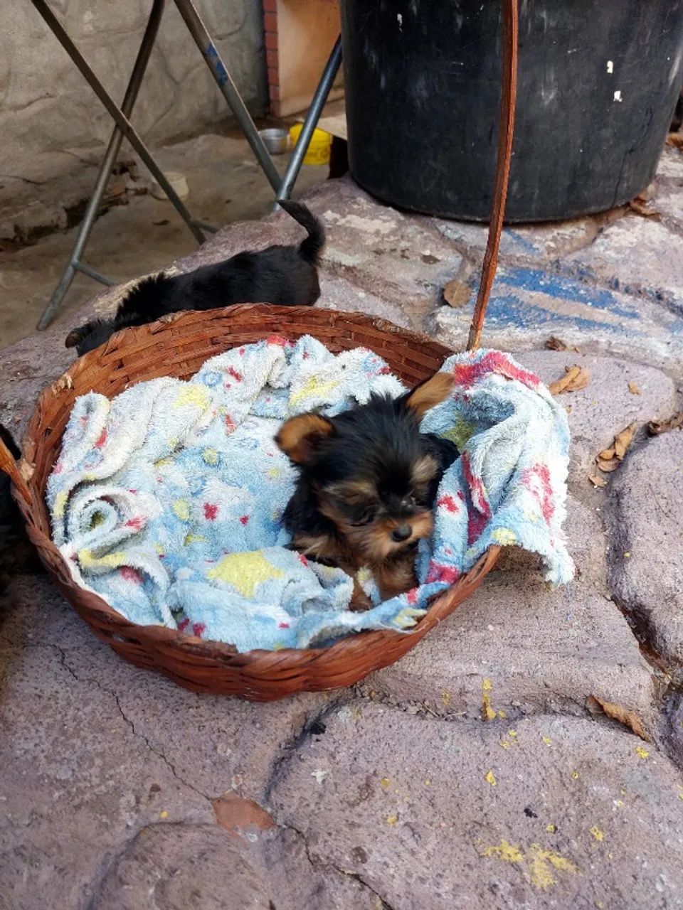 Cachorro  - Foto 5