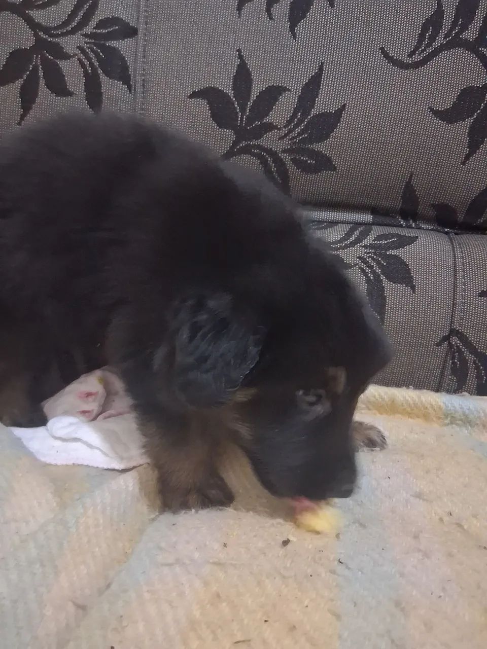Filhote de boder collie 