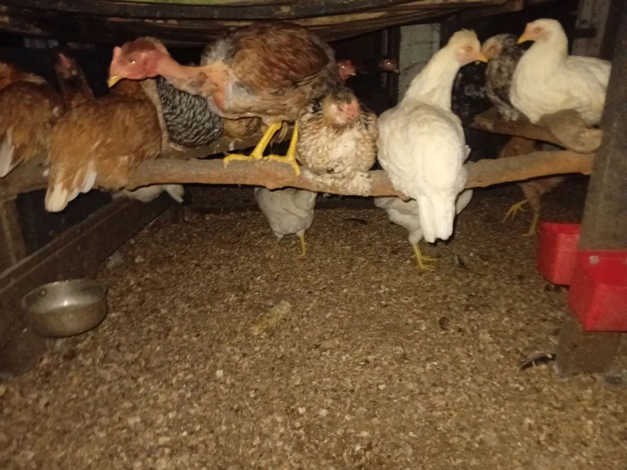 TORRANDO LOTE DE GALINHAS - Foto 3