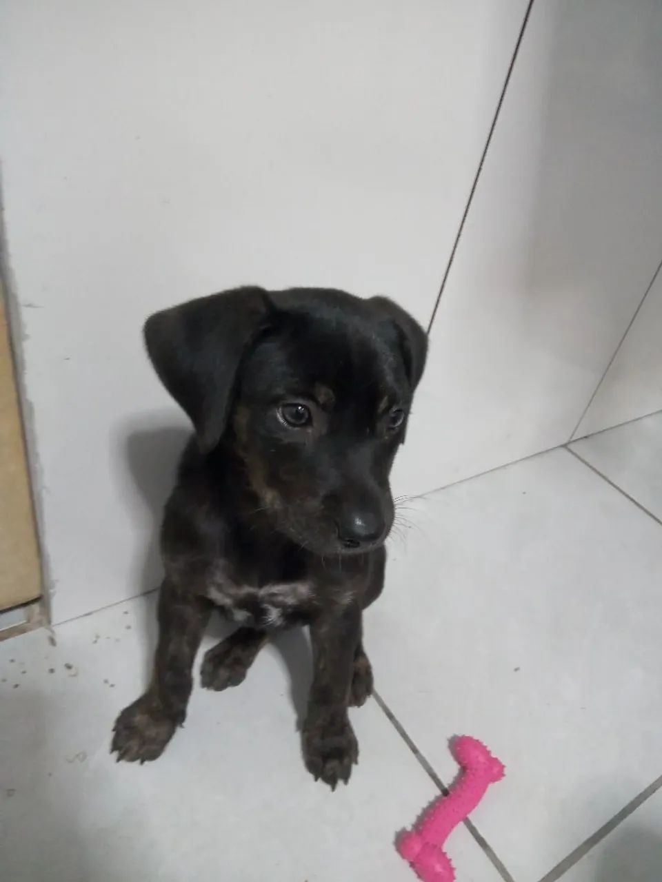 doação de cachorro - Foto 5