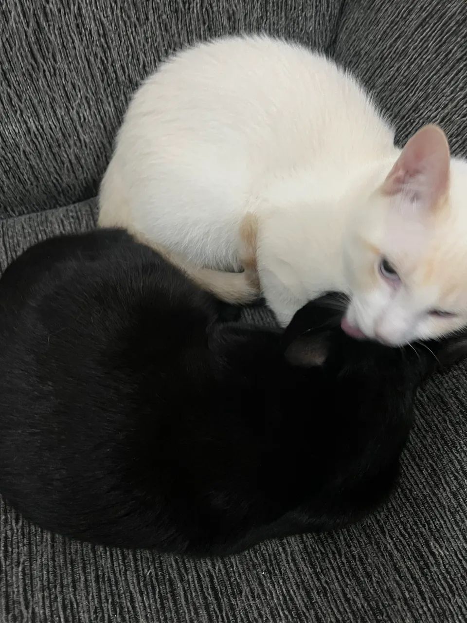Gato branco macho e gata preta fêmea - Foto 2
