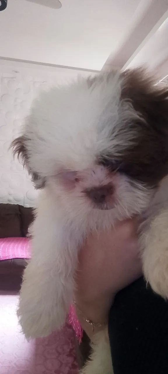 Cachorro shitzu  - Foto 5