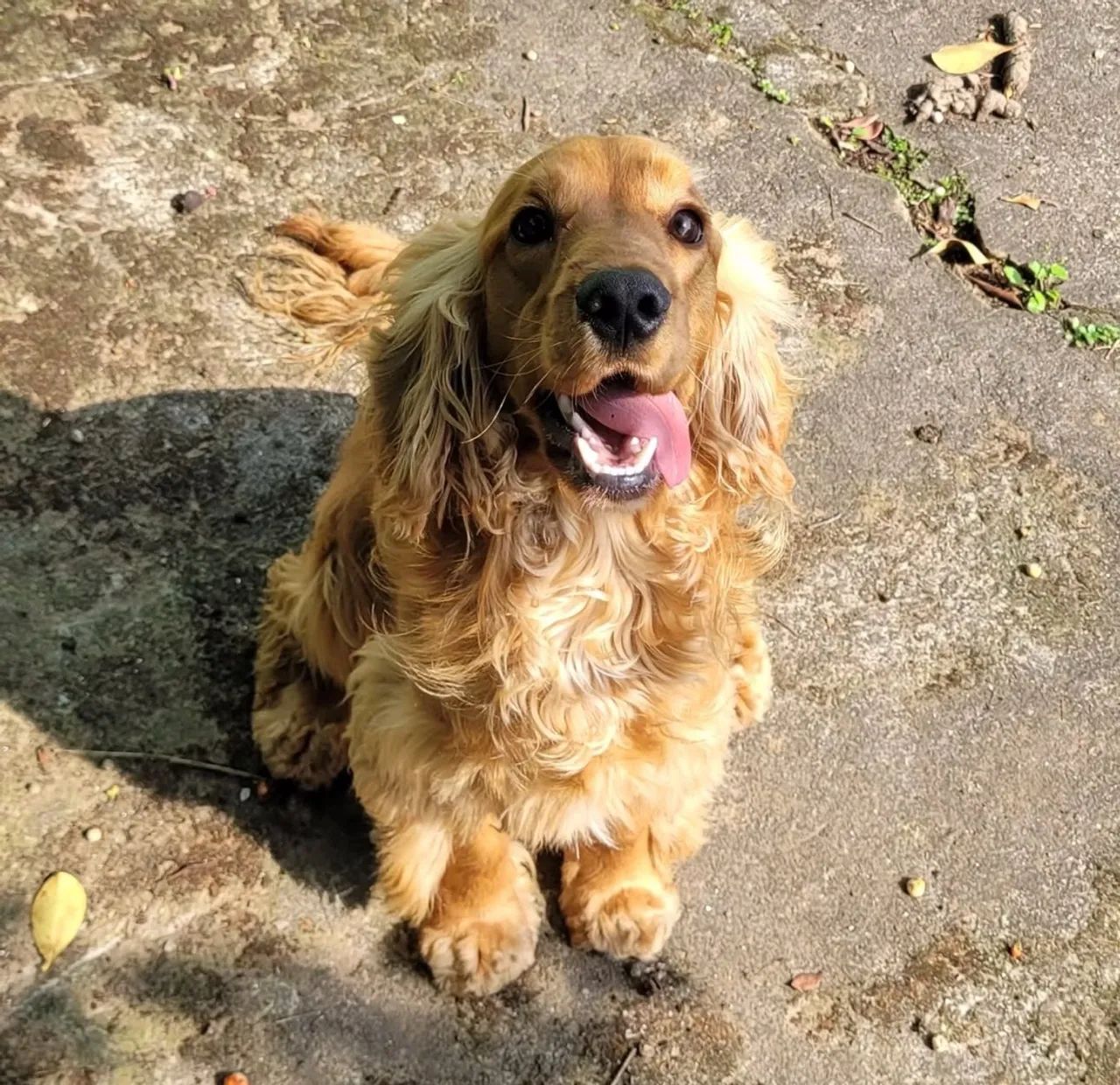 Cocker preto - Foto 3