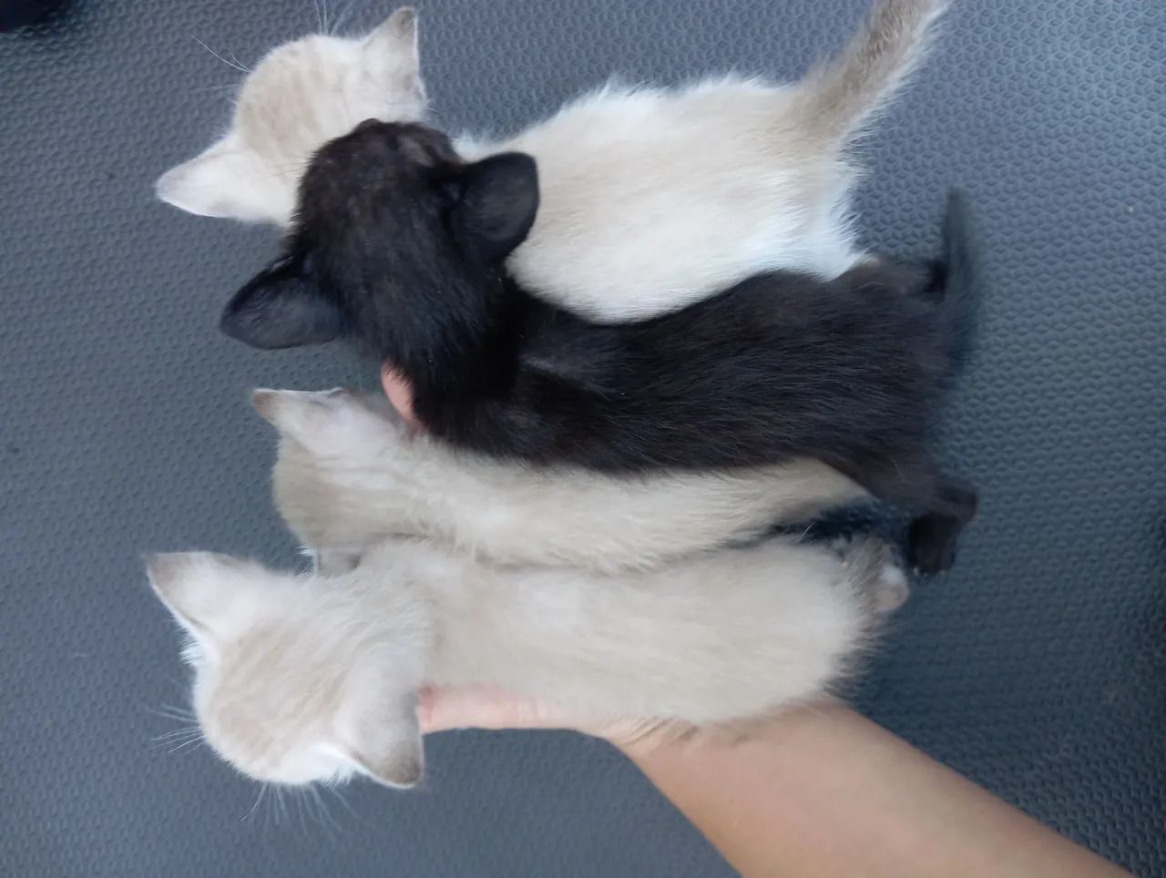 DOAÇÃO DE GATOS FILHOTE!!!  - Foto 4