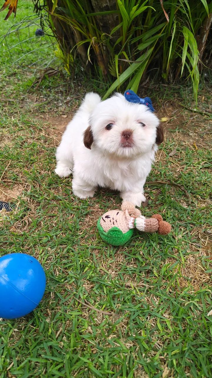 Shihtzu  - Foto 4