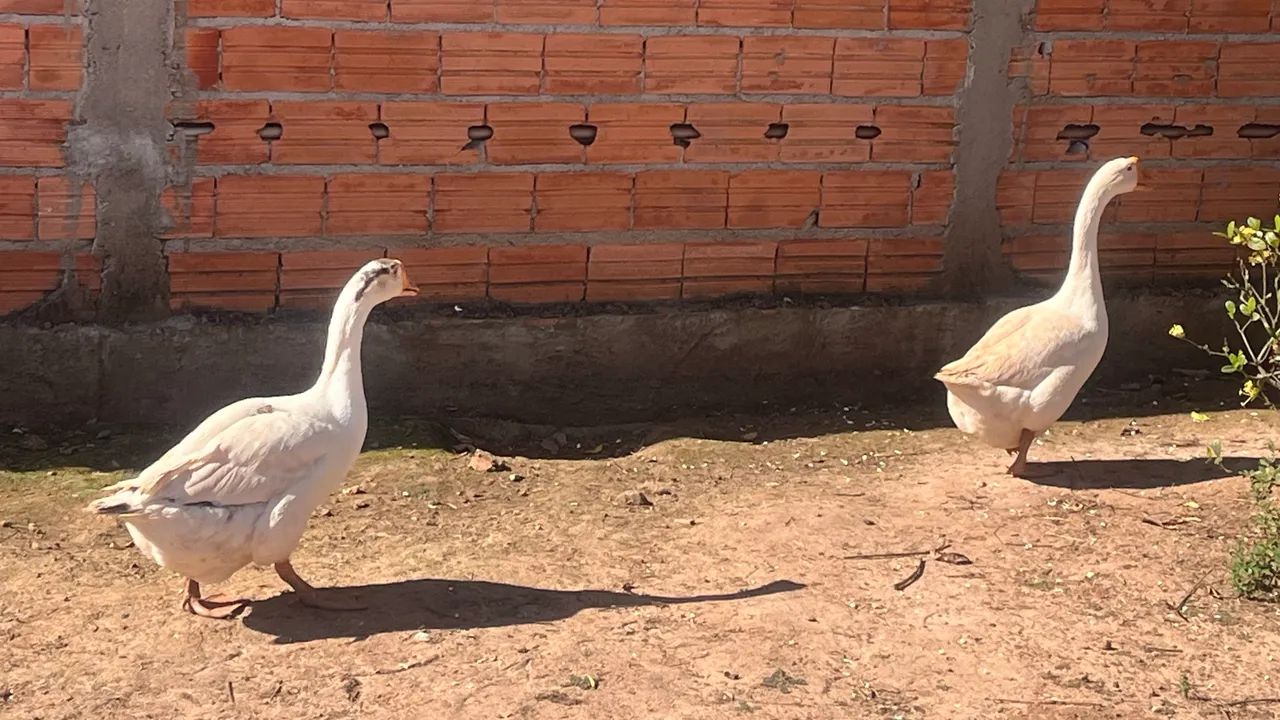 Ganso - Foto 3