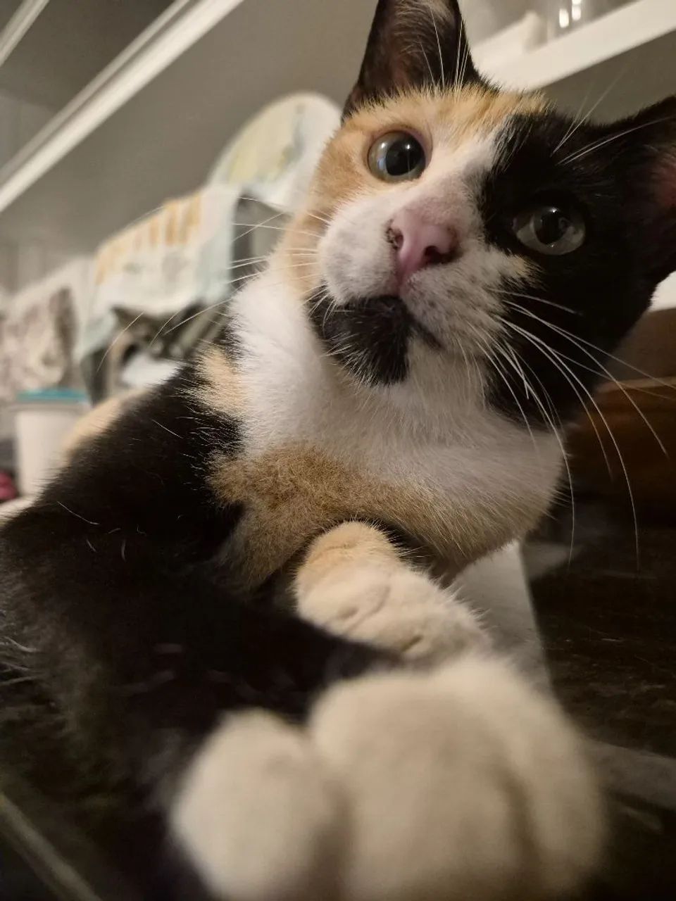 Gatinha linda - Foto 3