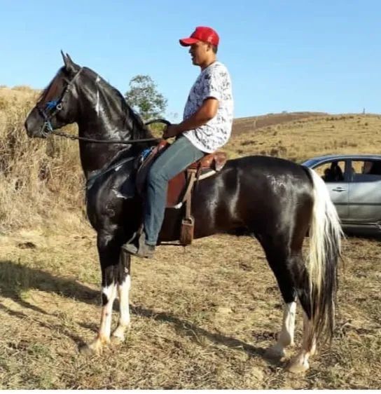 Vende-se ou troca potra mangalarga marchador 08 meses  - Foto 5